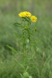 Inula japonica. Верхушка цветущего растения. Приморский край, Кавалеровский р-н, приустьевая часть р. Зеркальная на правом берегу, берег оз. Зеркальное, сырой луг. 08.08.2018.