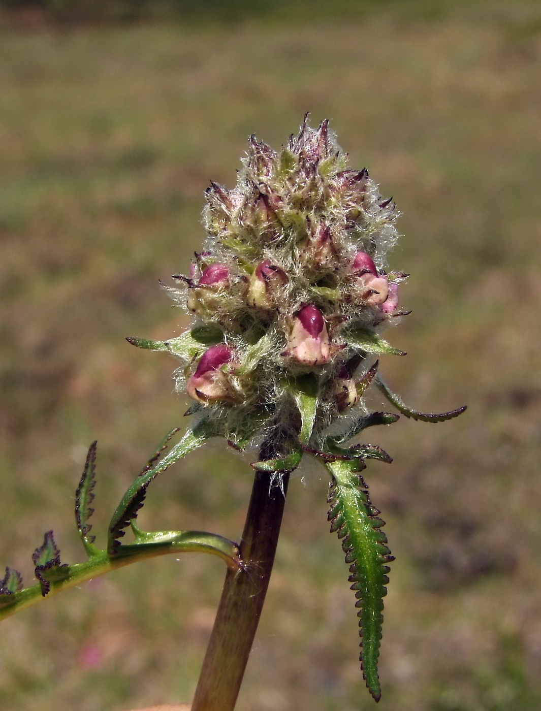 Image of Pedicularis interioroides specimen.