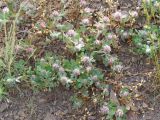 Trifolium hirtum