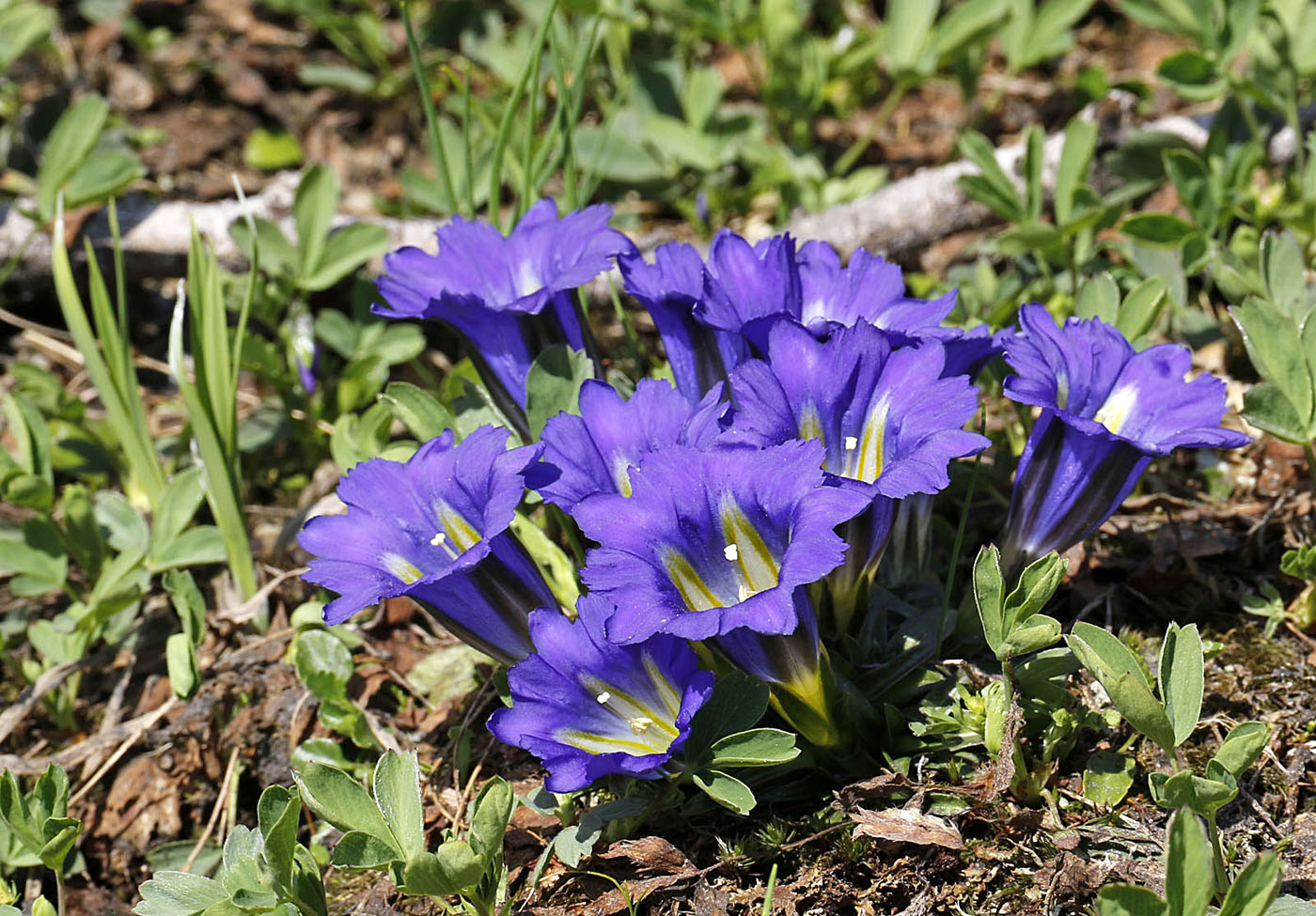 Image of Gentiana grandiflora specimen.