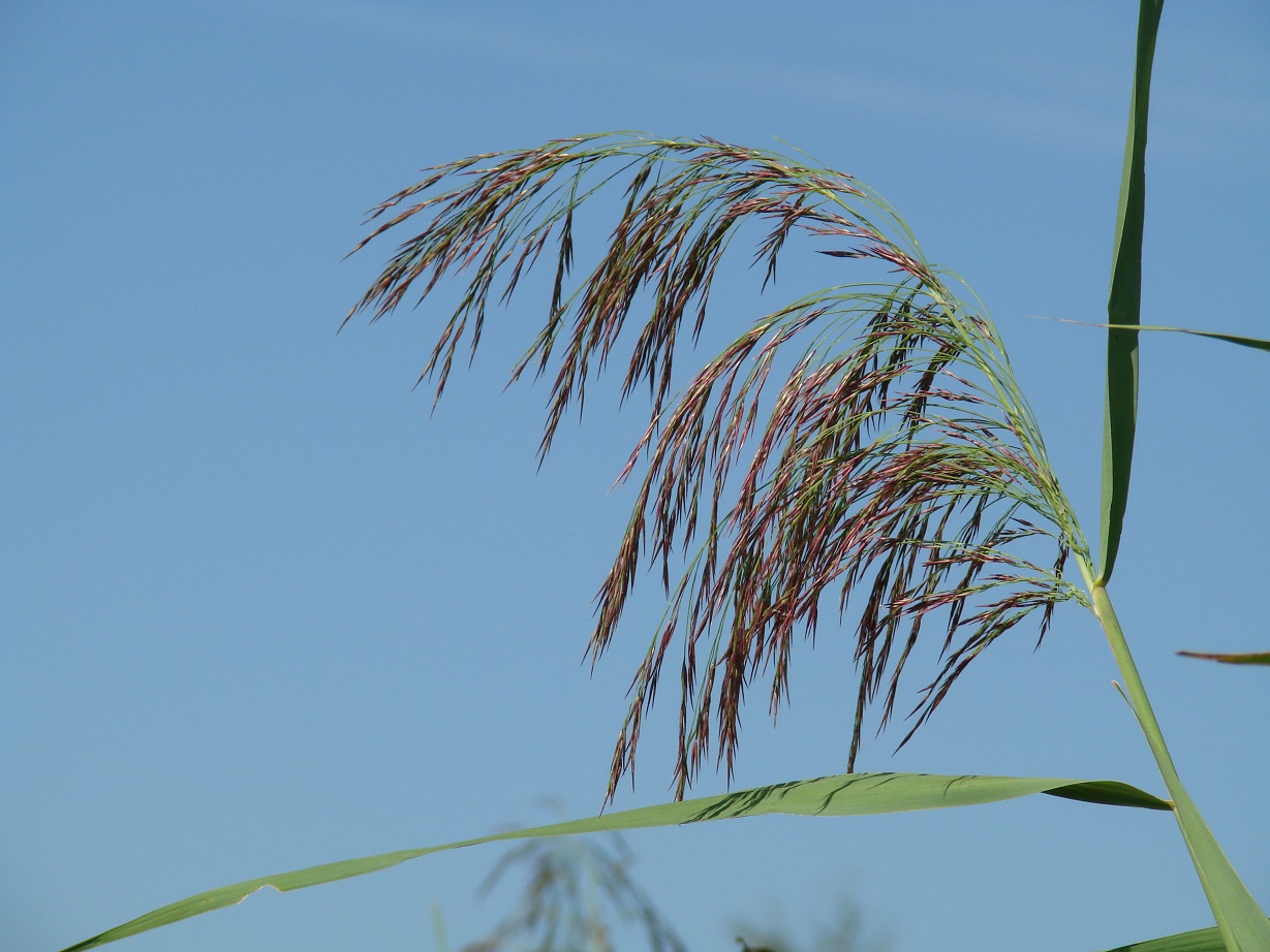 Image of Phragmites australis specimen.