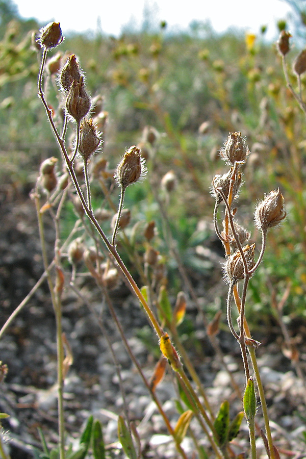 Image of Helianthemum cretophilum specimen.