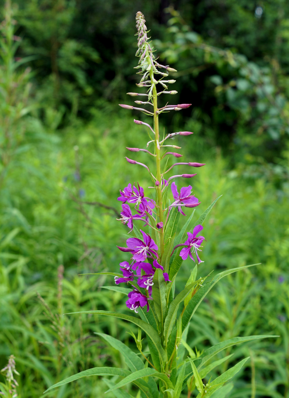 Image of Chamaenerion angustifolium specimen.