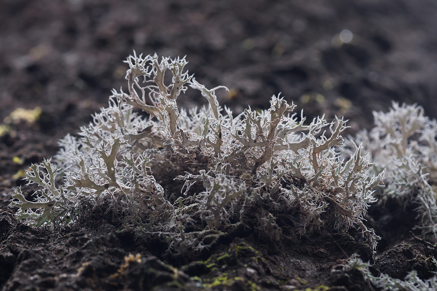 Изображение особи Anaptychia ciliaris.