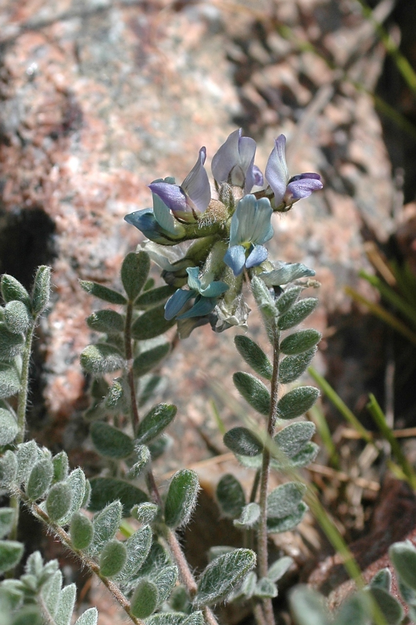 Image of Oxytropis sewerzowii specimen.