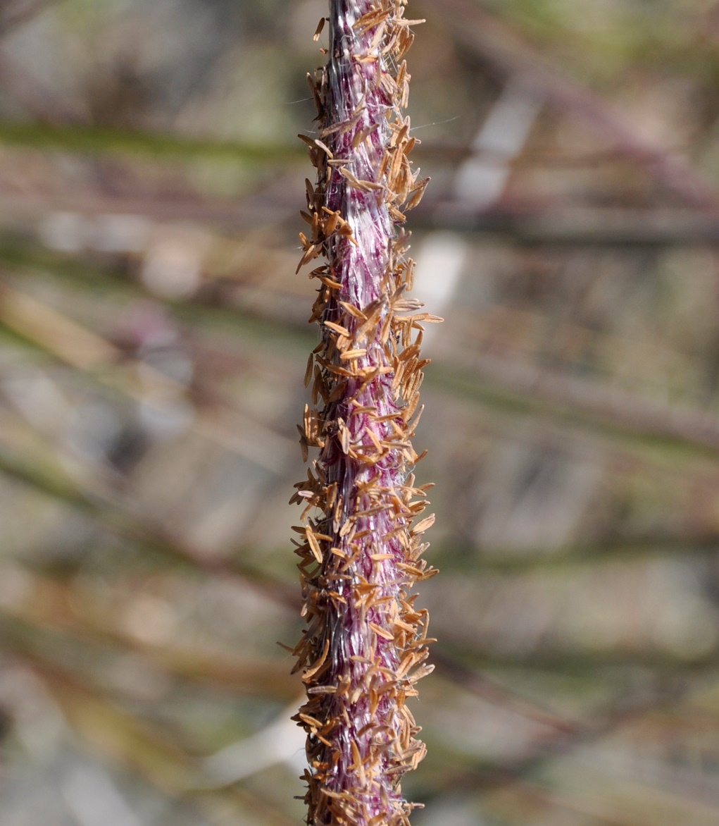 Image of Imperata cylindrica specimen.