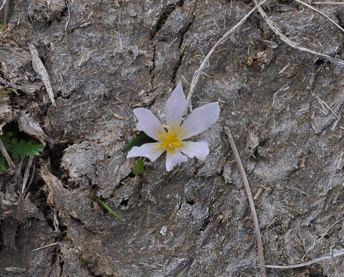 Изображение особи род Colchicum.