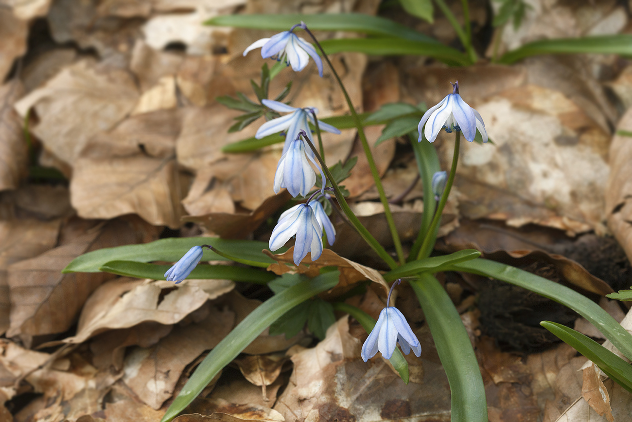 Изображение особи Scilla monanthos.