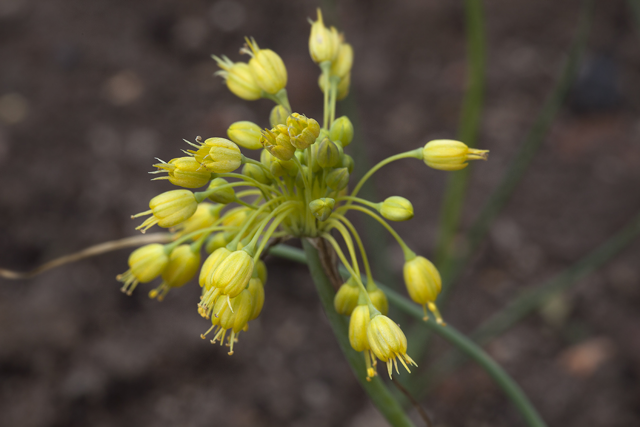 Изображение особи Allium flavum var. minus.