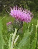 Cirsium helenioides. Верхушка побега с цветущим и созревающими соцветиями. Алтай, Онгудайский р-н, пер. Семинский, крупнотравный субальпийский луг среди кедрового редколесья. 11 июля 2019 г.