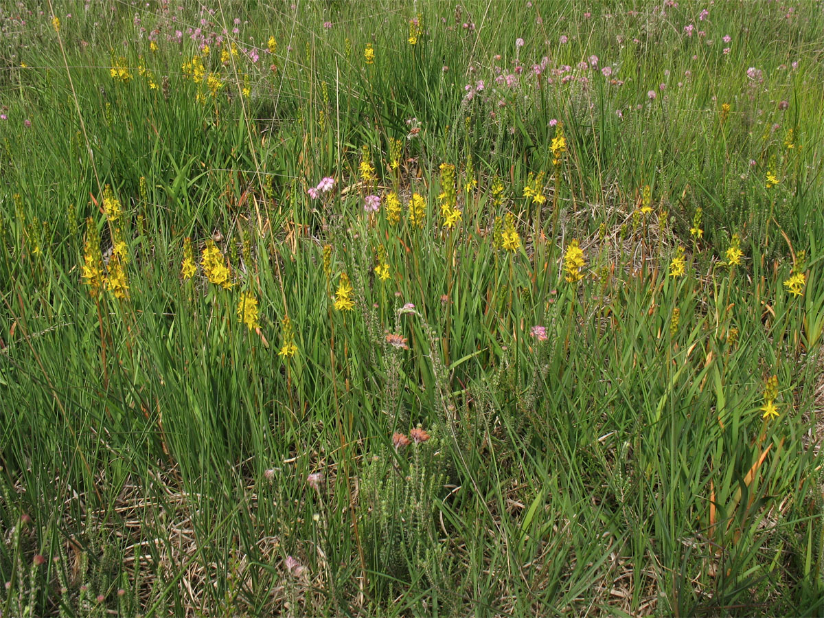 Image of Narthecium ossifragum specimen.