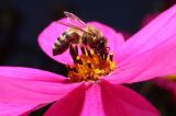 Смотреть изображение Cosmos bipinnatus