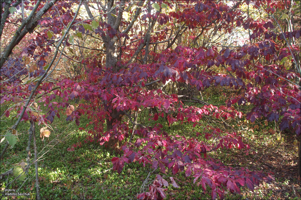 Изображение особи Parrotia persica.