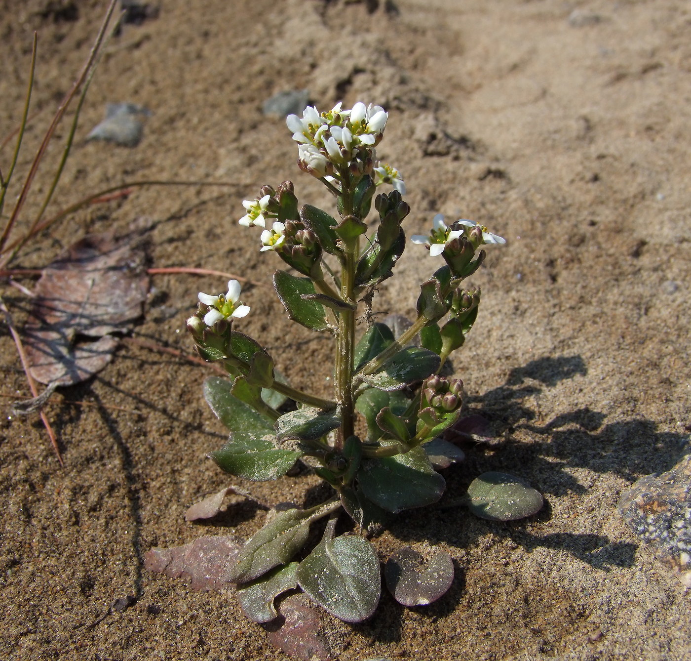 Изображение особи Cochlearia officinalis.