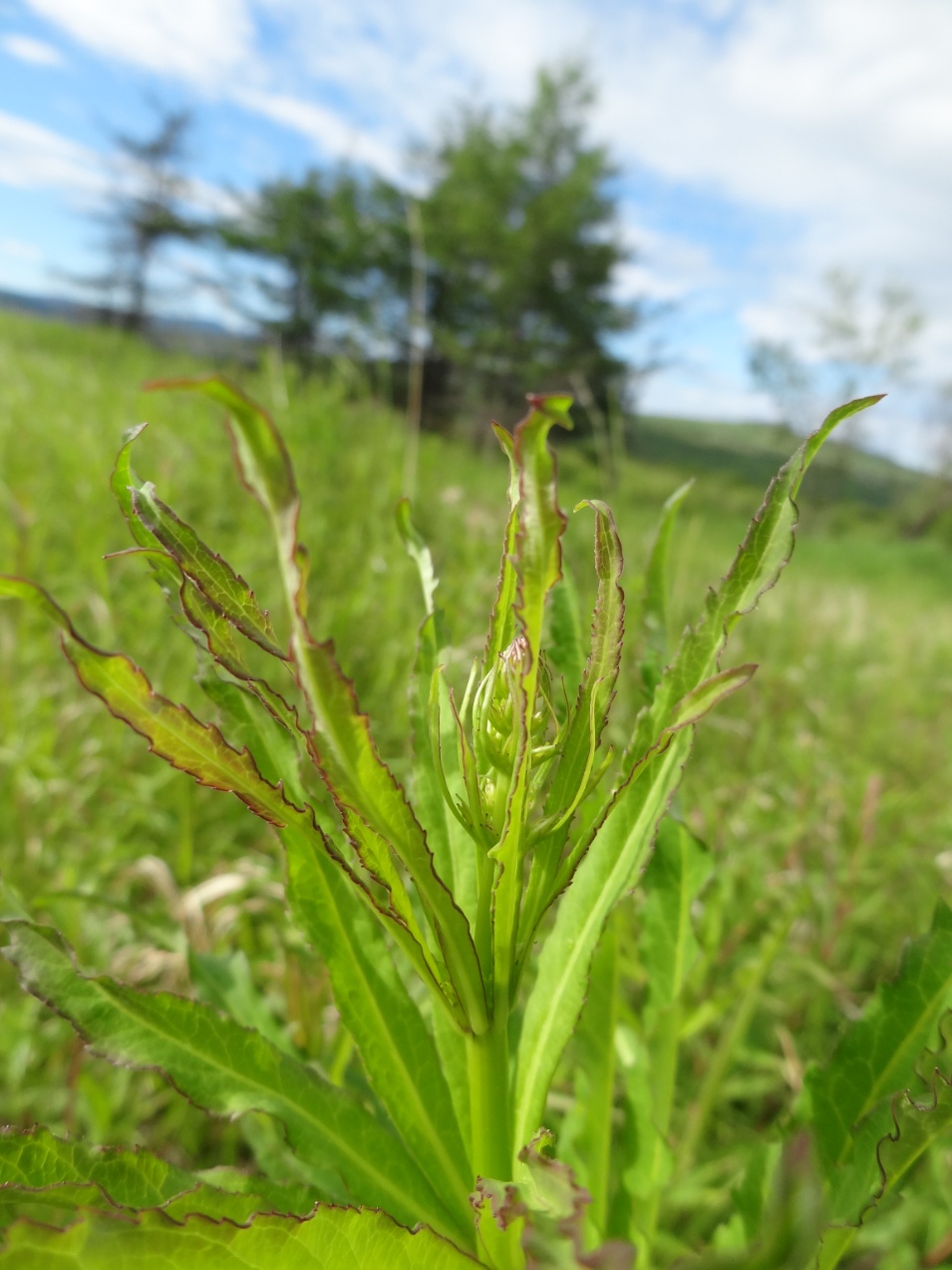 Image of Adenophora verticillata specimen.