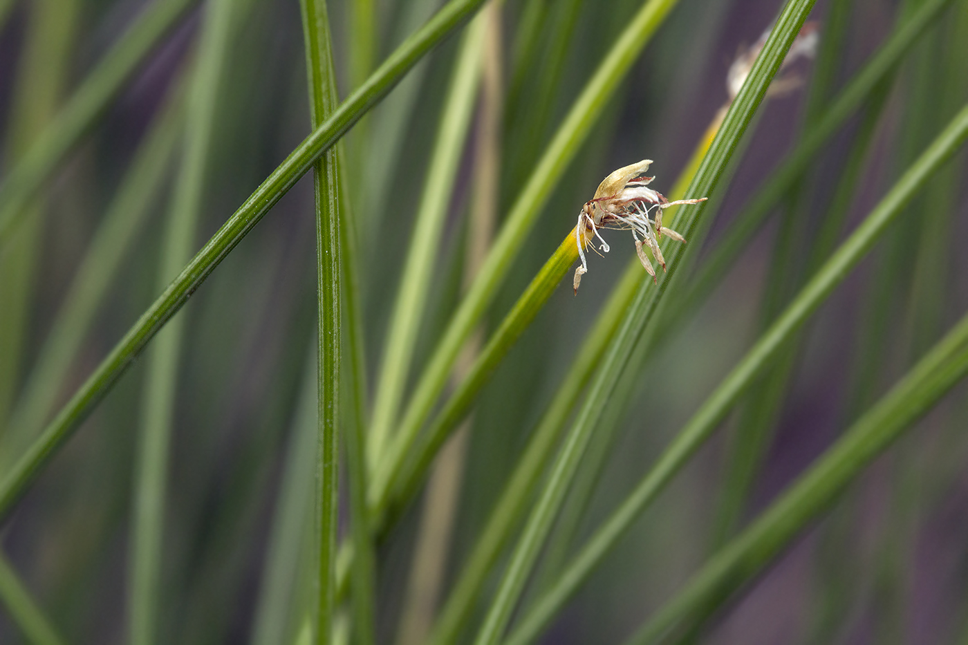 Изображение особи Trichophorum cespitosum.