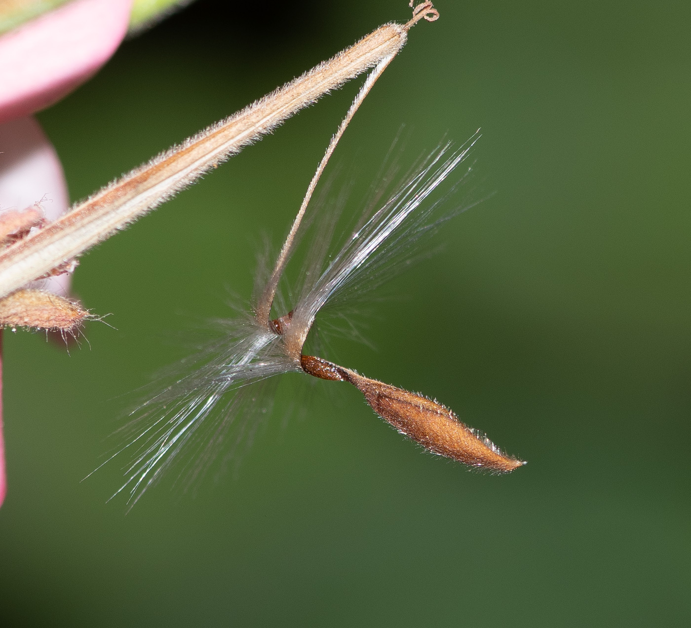 Image of Pelargonium hortorum specimen.