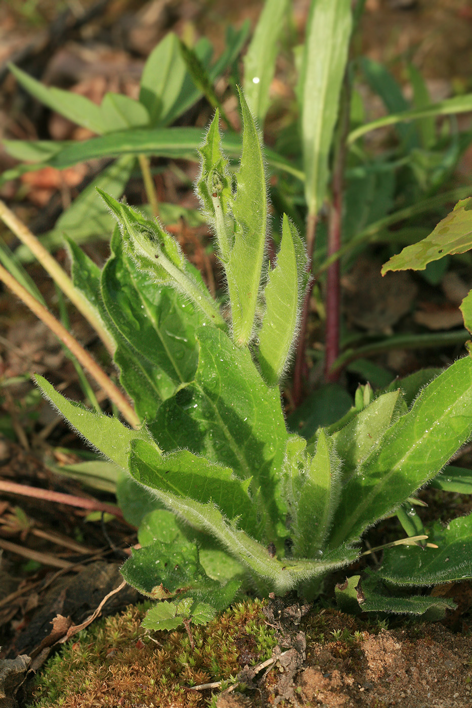 Image of genus Hieracium specimen.