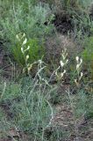 Astragalus kustanaicus