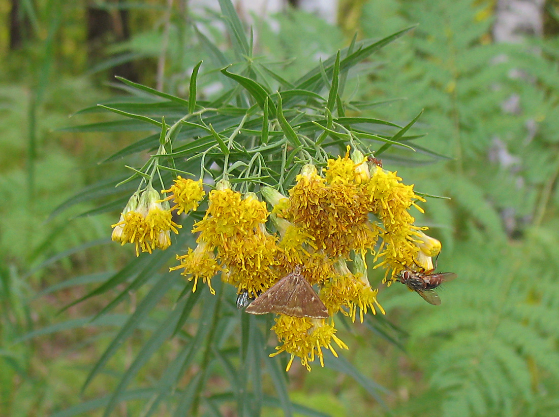 Image of Galatella biflora specimen.