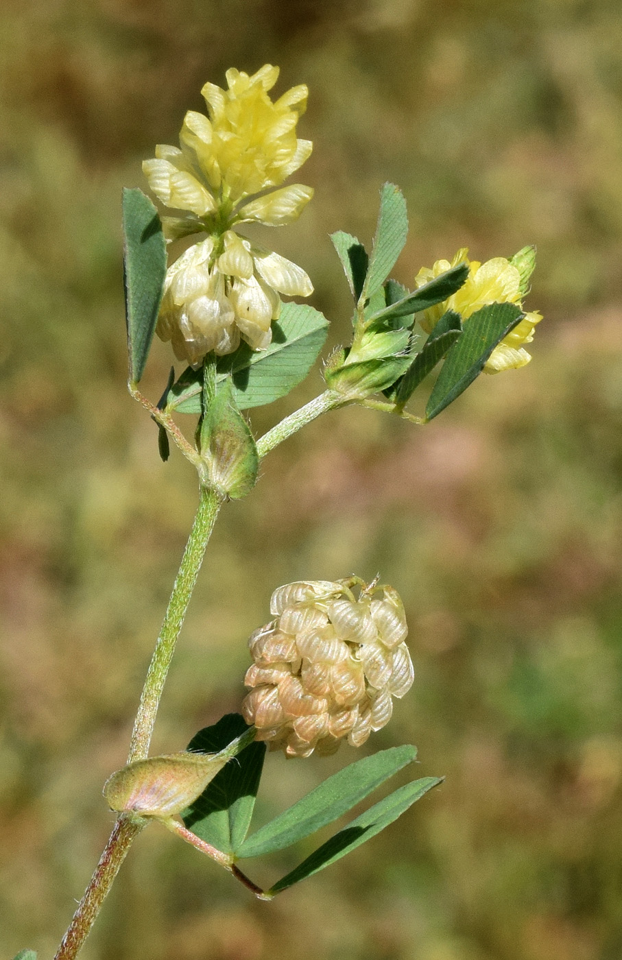 Изображение особи Trifolium campestre.