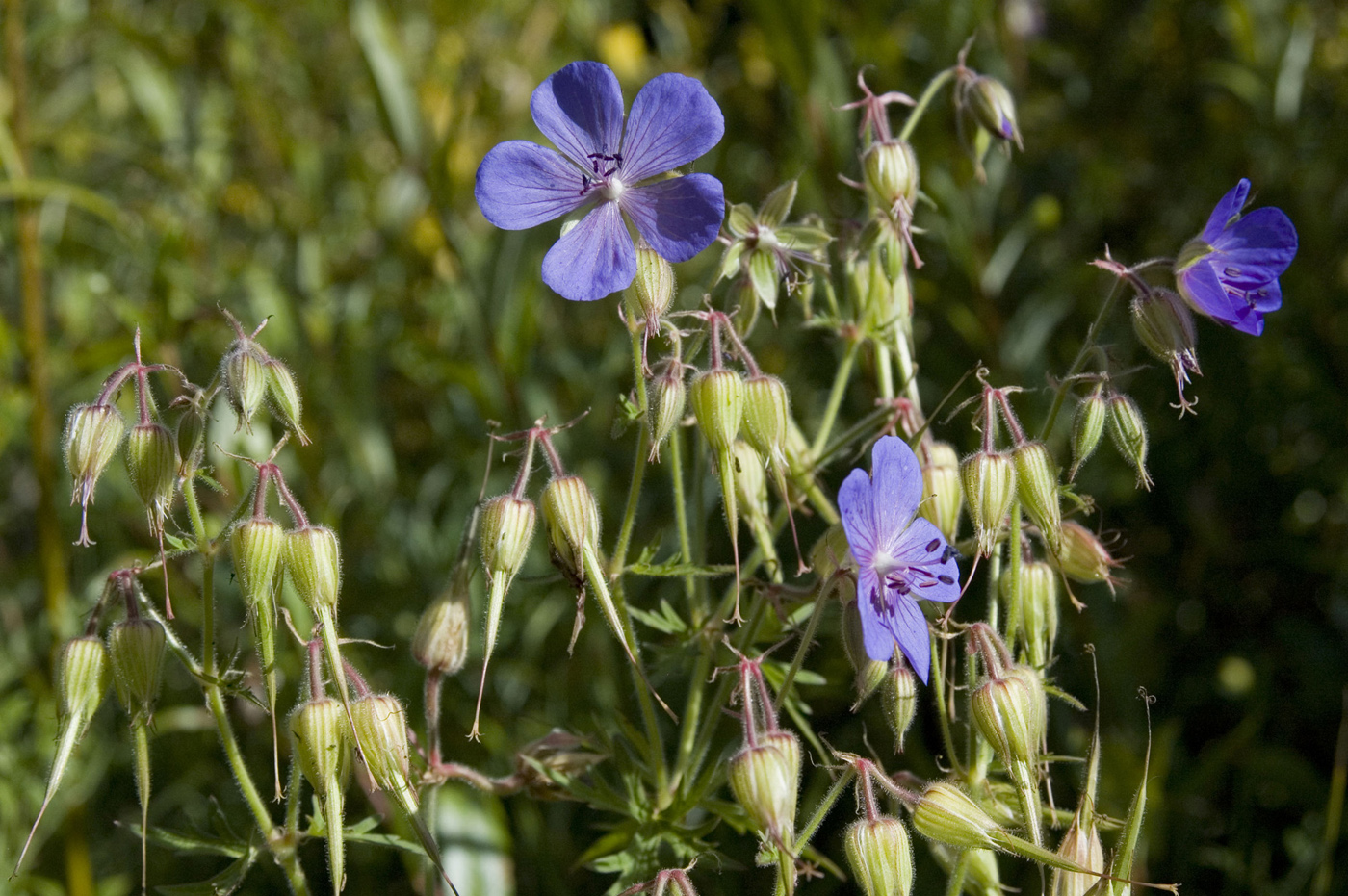 Image of Geranium transbaicalicum specimen.