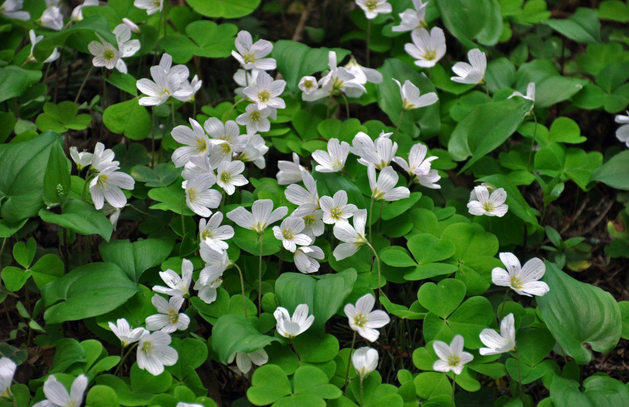 Image of Oxalis acetosella specimen.