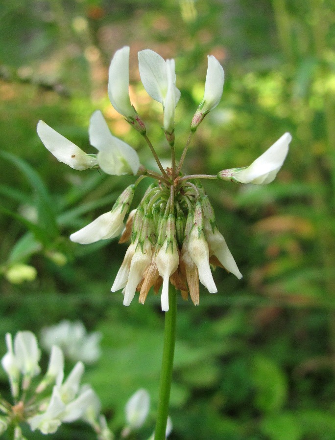 Изображение особи Trifolium repens.