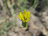 Crepis pulchra