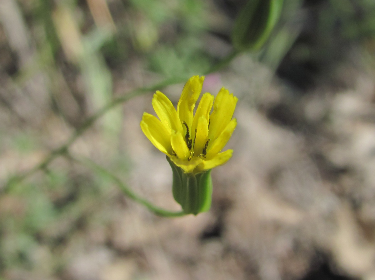 Image of Crepis pulchra specimen.