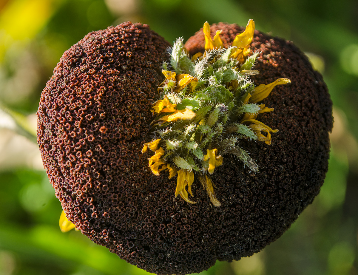 Image of Rudbeckia hirta specimen.