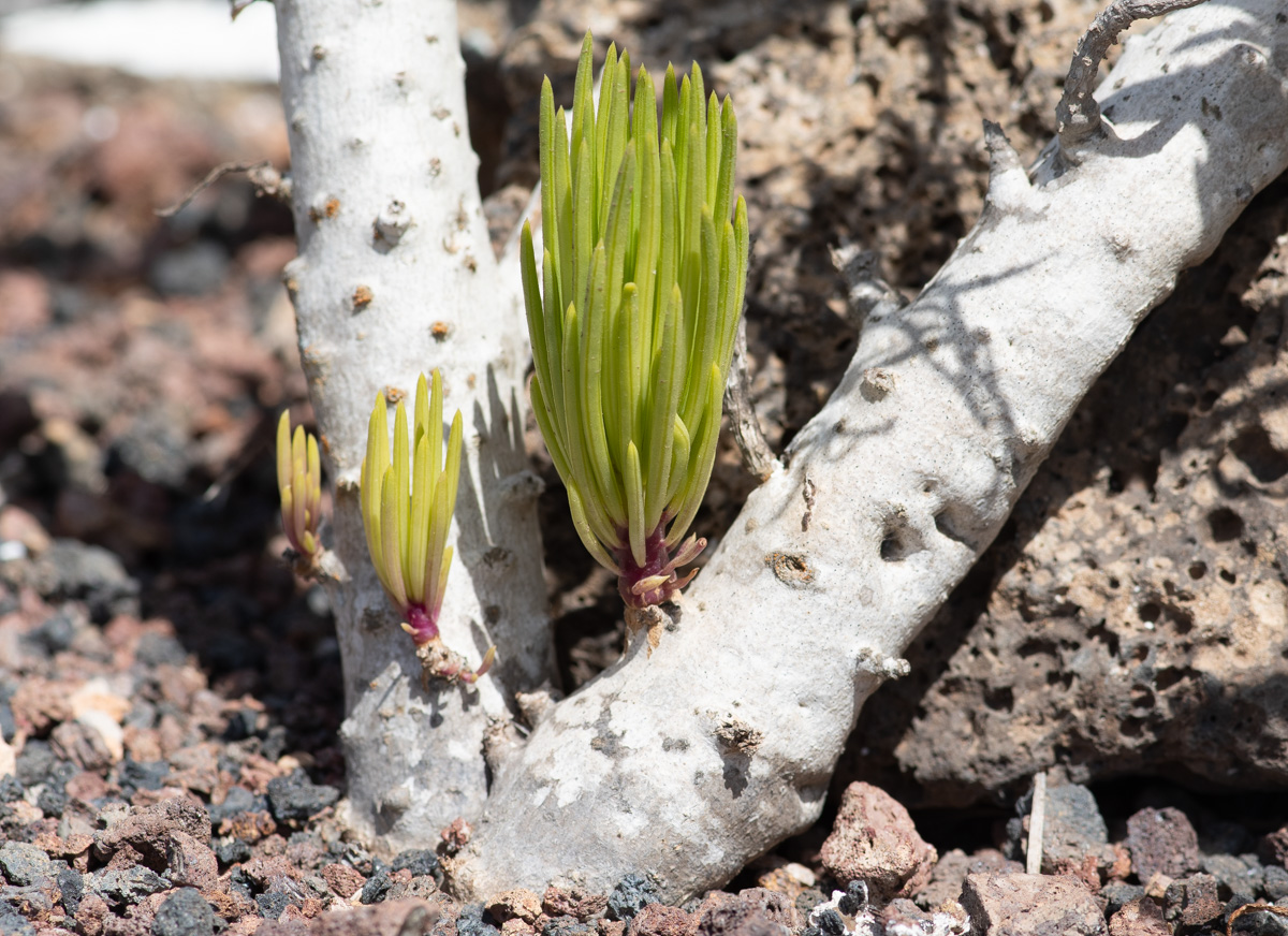 Image of genus Kleinia specimen.