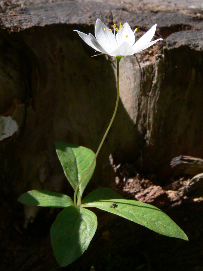 Изображение особи Trientalis europaea.