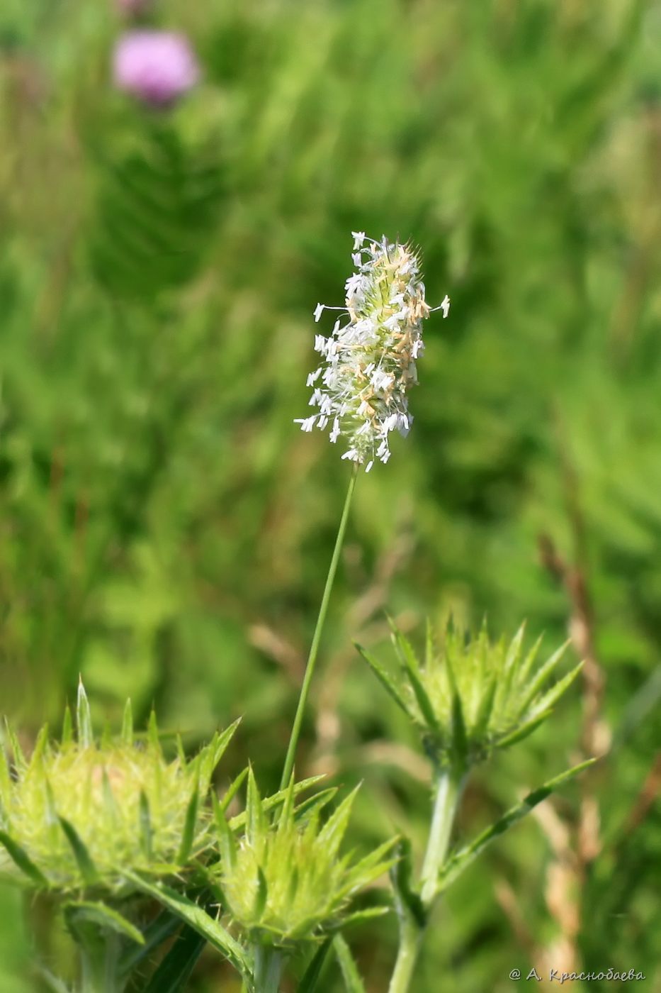 Image of Phleum nodosum specimen.