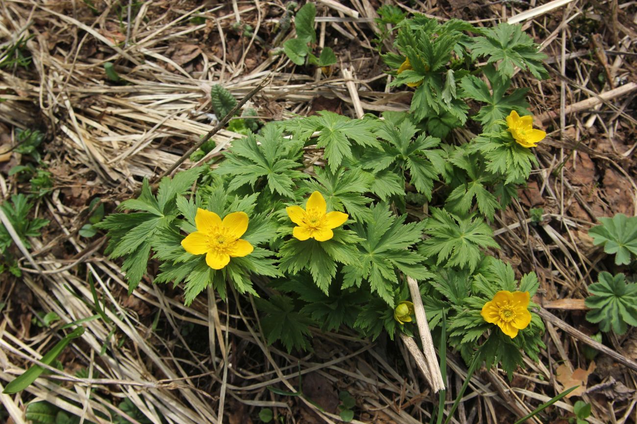 Image of Trollius ranunculinus specimen.