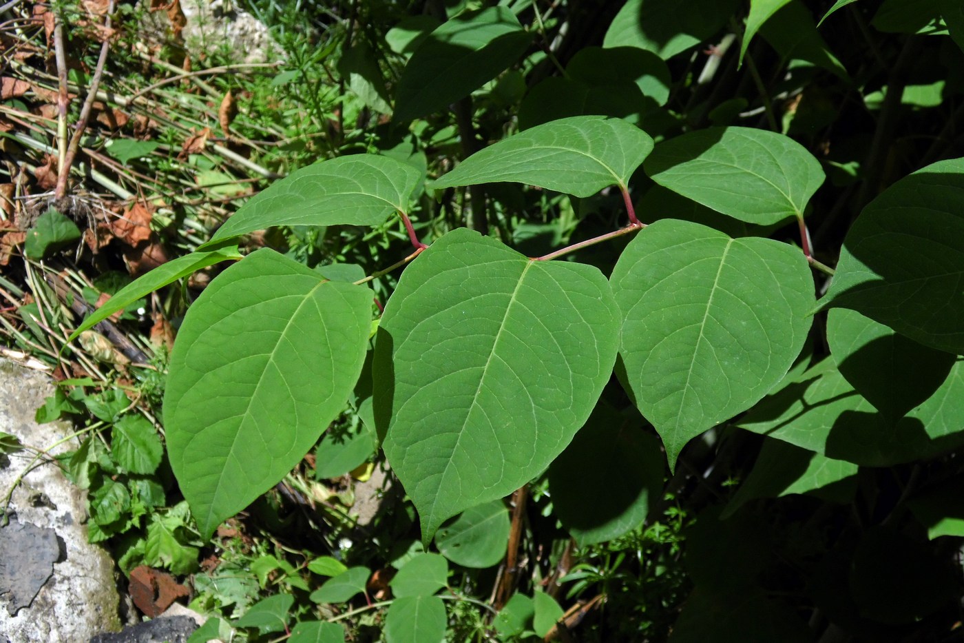 Image of Reynoutria japonica specimen.