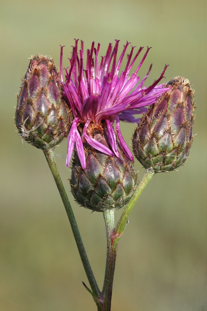 Изображение особи Centaurea adpressa.