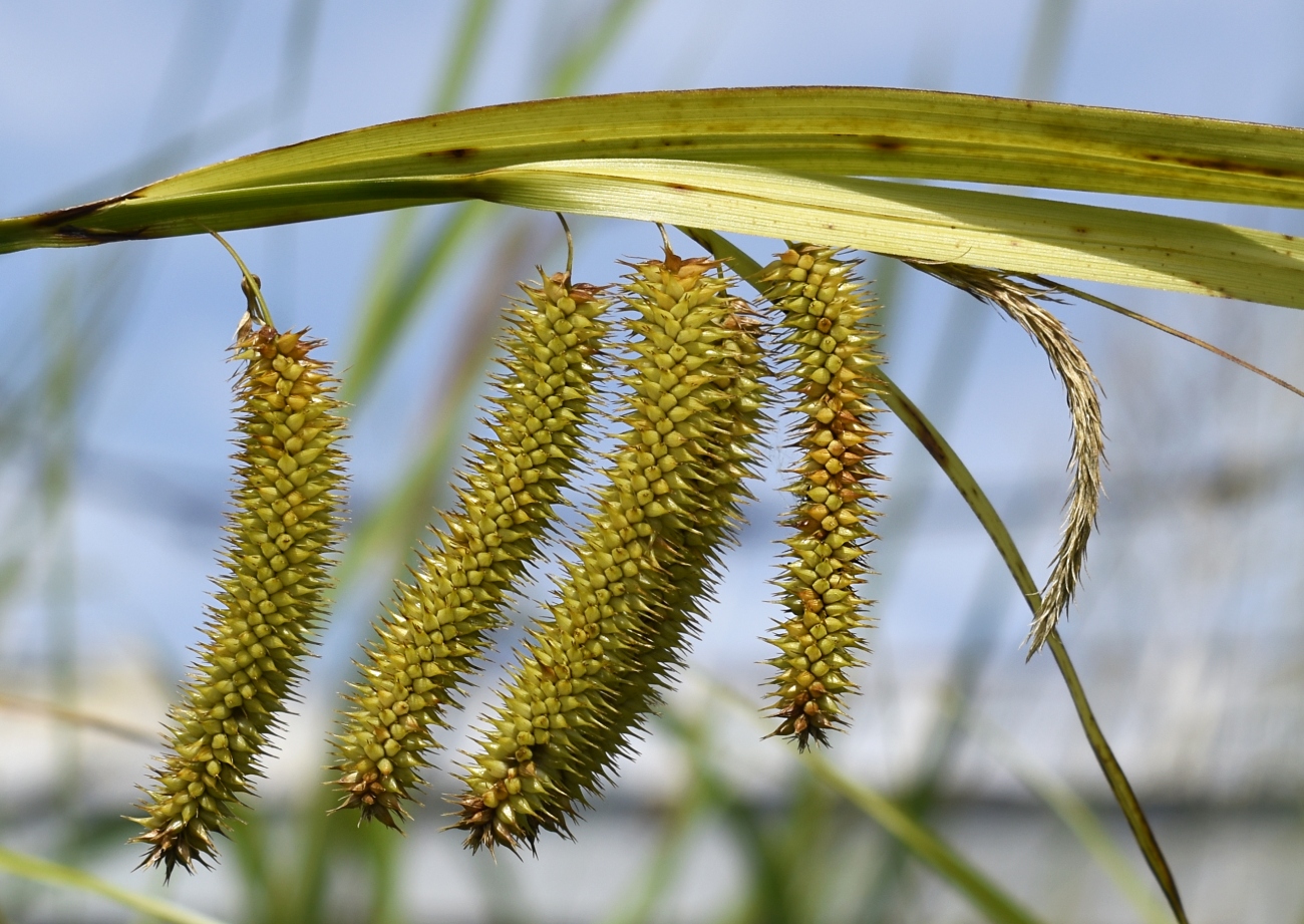 Image of Carex pseudocyperus specimen.