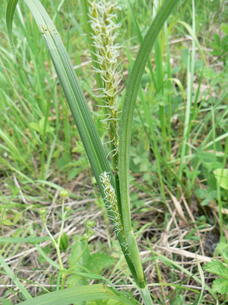 Image of Carex atherodes specimen.