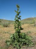 Eryngium macrocalyx