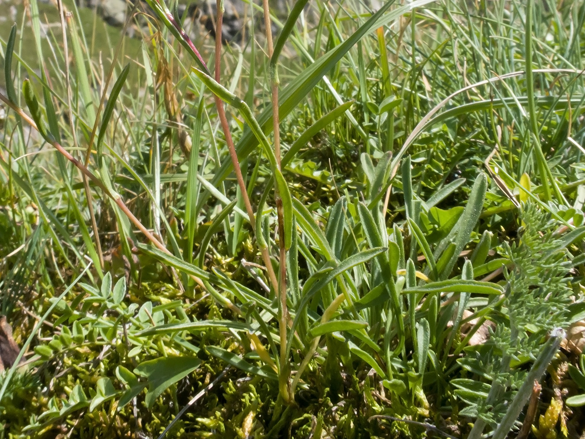 Image of Campanula besenginica specimen.