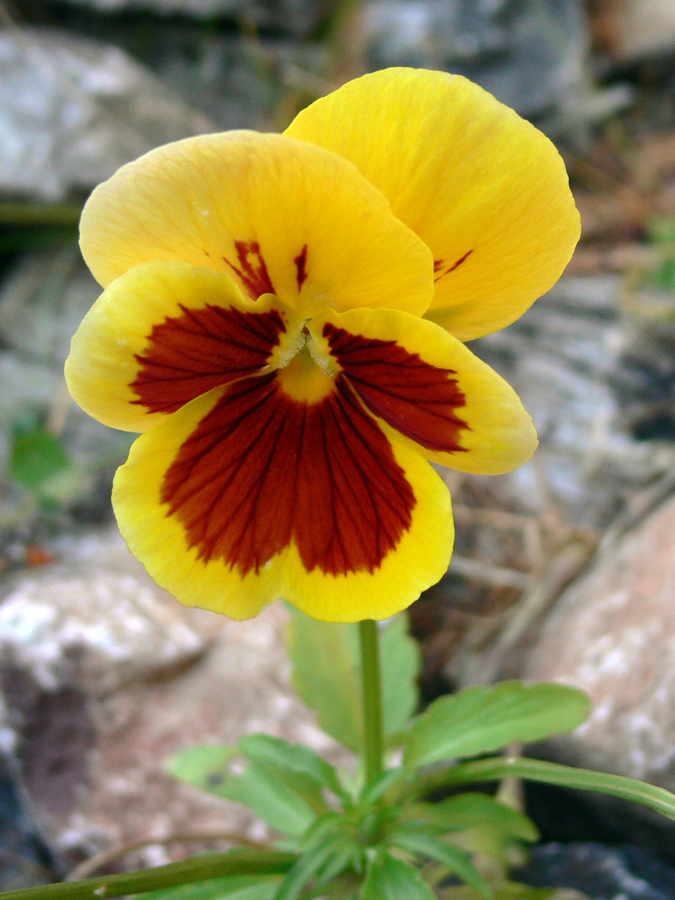 Image of Viola wittrockiana specimen.