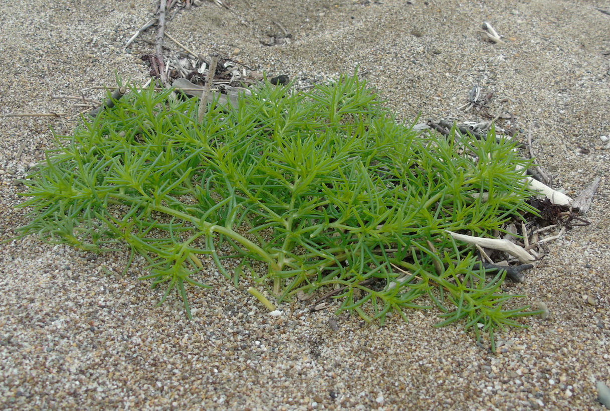 Image of Salsola komarovii specimen.