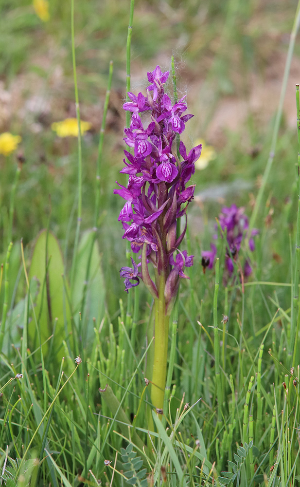 Image of Dactylorhiza salina specimen.