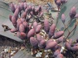 Welwitschia mirabilis