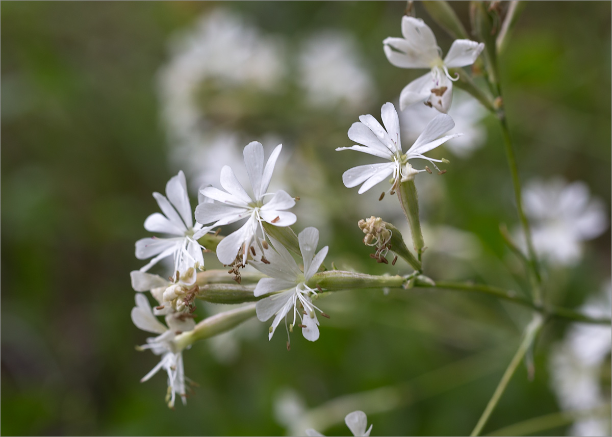 Изображение особи Silene italica.