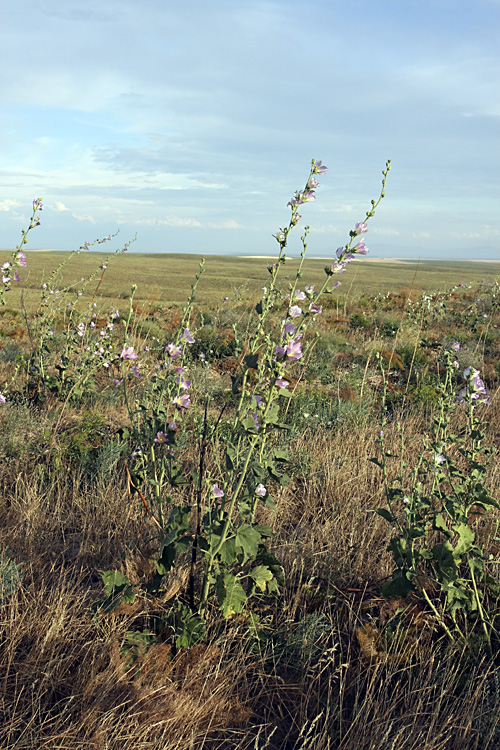 Image of Alcea litwinowii specimen.