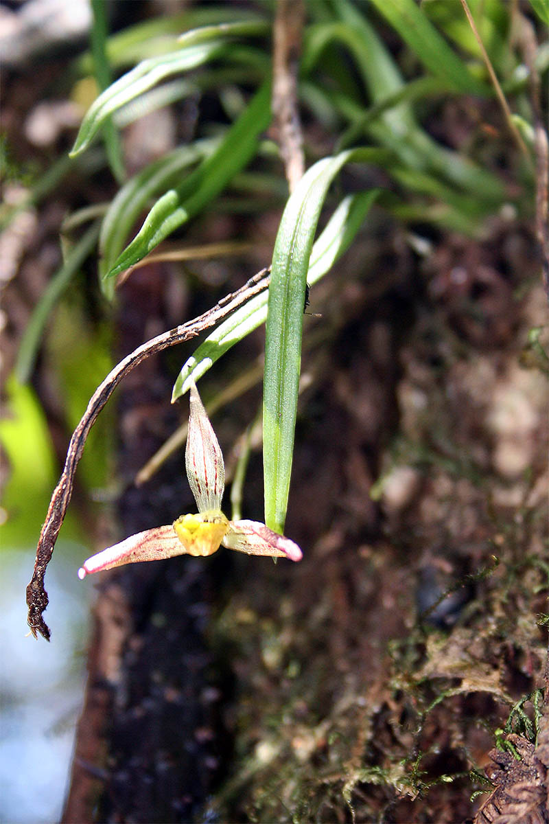 Image of familia Orchidaceae specimen.