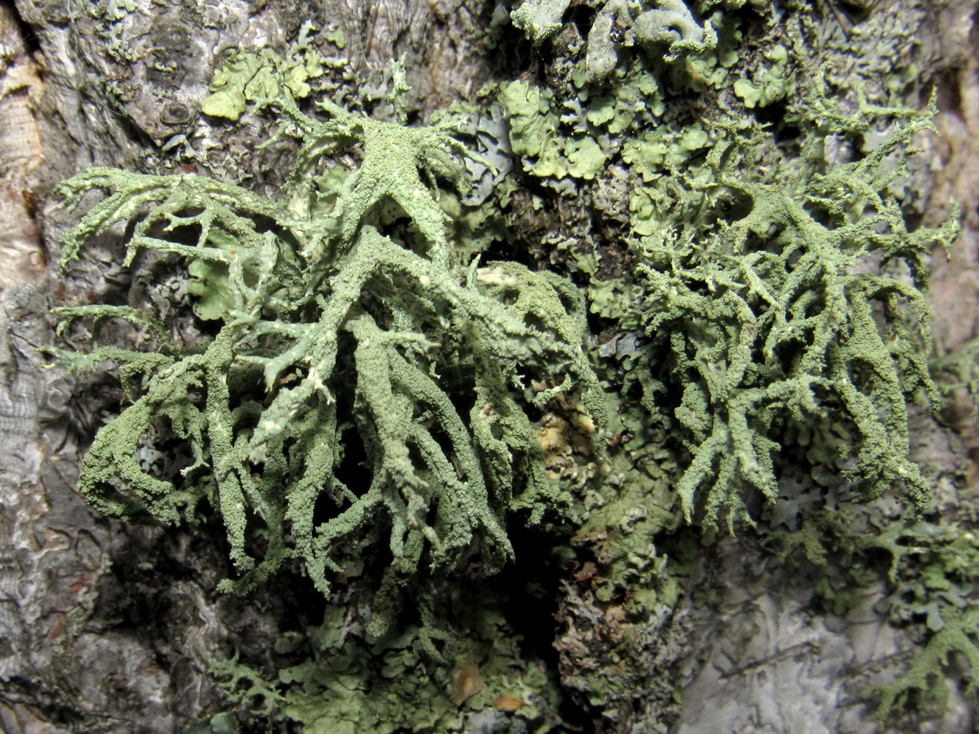 Image of Evernia mesomorpha specimen.