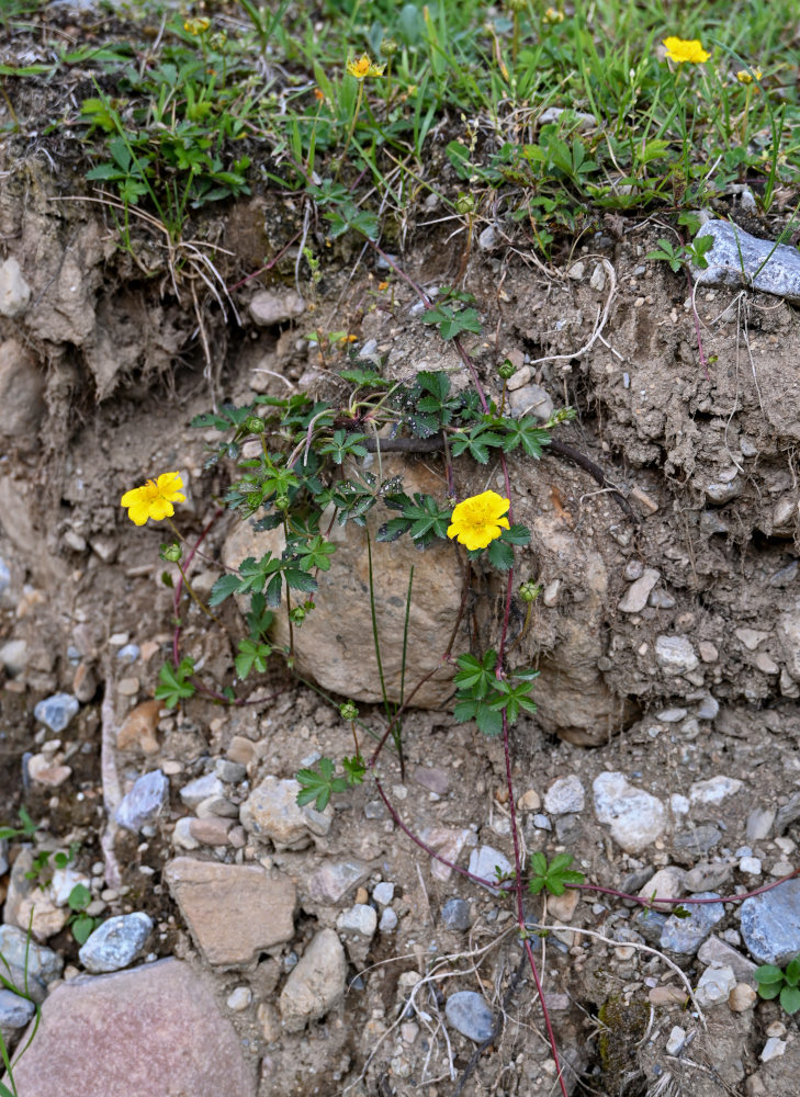 Изображение особи Potentilla reptans.